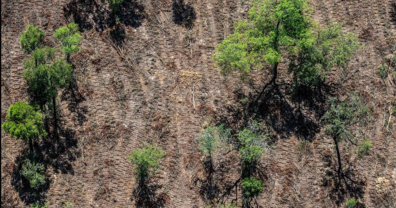 Preocupante aumento de la deforestacioacuten ilegal en el norte argentino