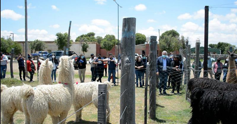 Acciones para mejorar el circuito de produccioacuten de carne de llama