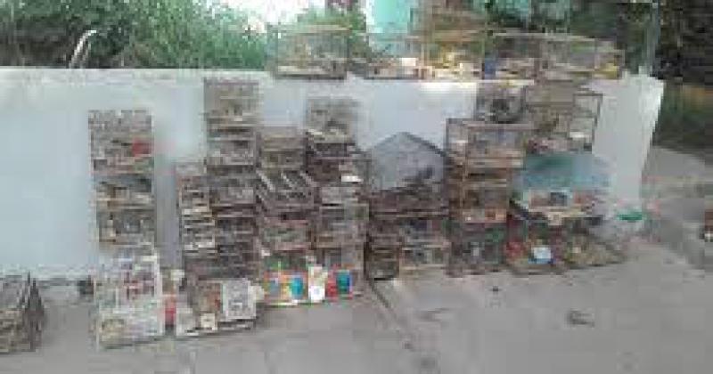 Traacutefico ilegal de fauna silvestre