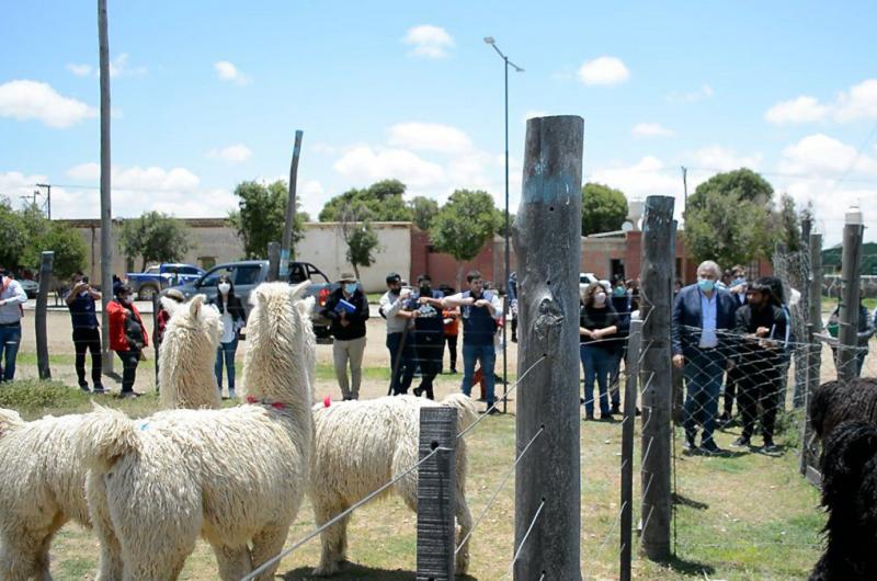 Acciones para mejorar el circuito de produccioacuten de carne de llama