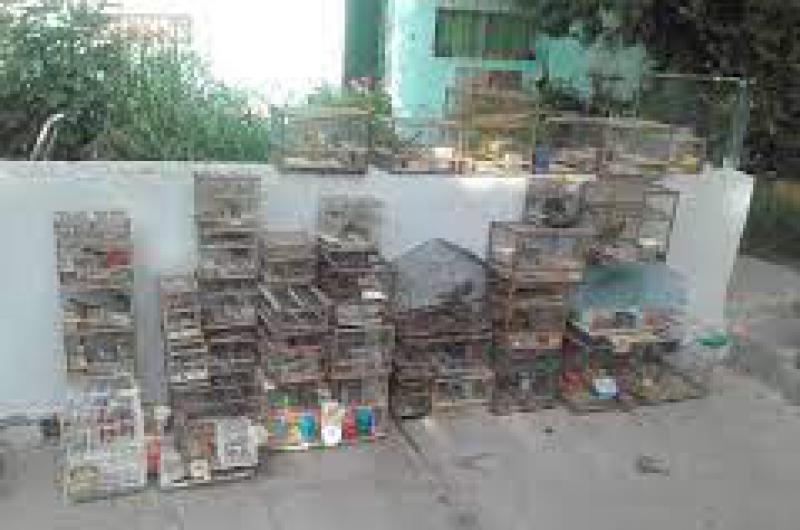 Traacutefico ilegal de fauna silvestre