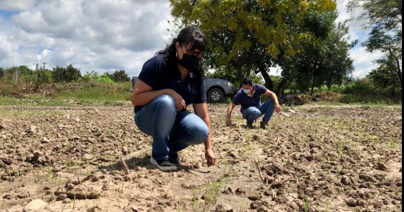 Intensifican acciones para mejorarla productividad de los suelos jujentildeos