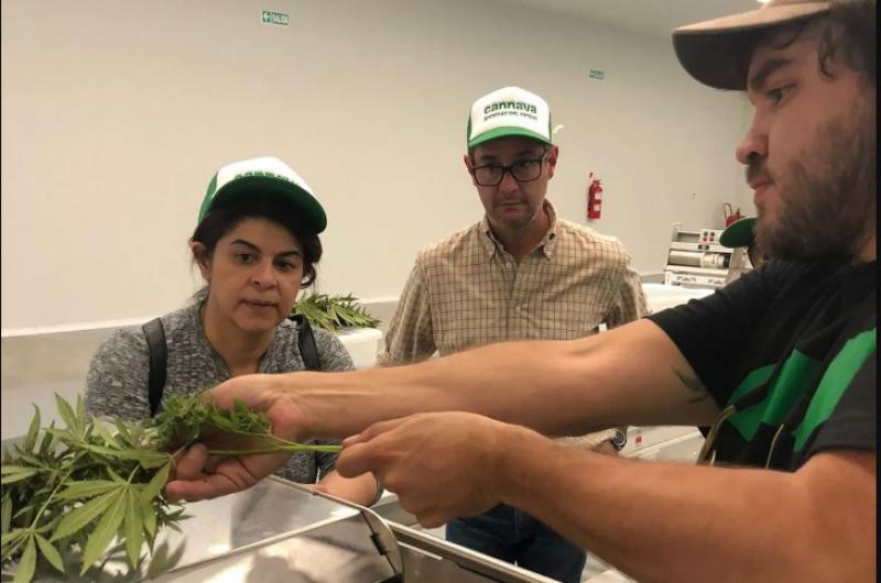 Intereacutes de Costa Rica en la experiencia de desarrollo de cannabis medicinal de la provincia