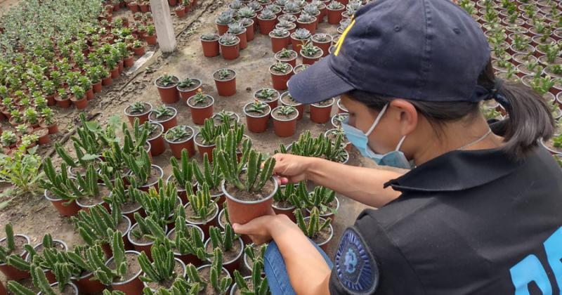 Secuestraron al menos 300 cactus alucinoacutegenos