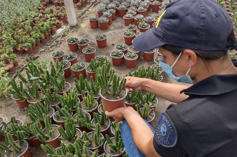 Secuestraron al menos 300 cactus alucinoacutegenos