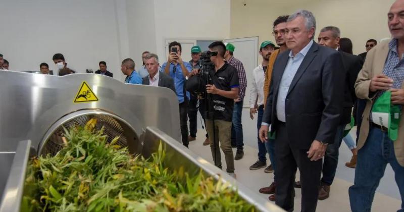 Jujuy comenzoacute la cosecha de 35 hectaacutereas de cannabis medicinal