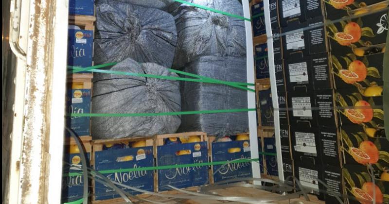 Ocultaban 800 kilos de hojas de coca entre cajas de ciacutetricos