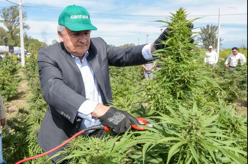 Jujuy comenzoacute la cosecha de 35 hectaacutereas de cannabis medicinal