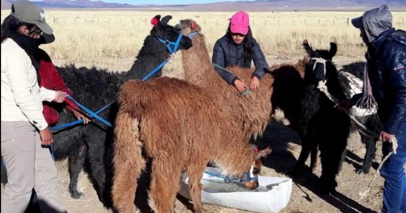 Jujuy seraacute el epicentro del noveno Congreso Mundial de Cameacutelidos