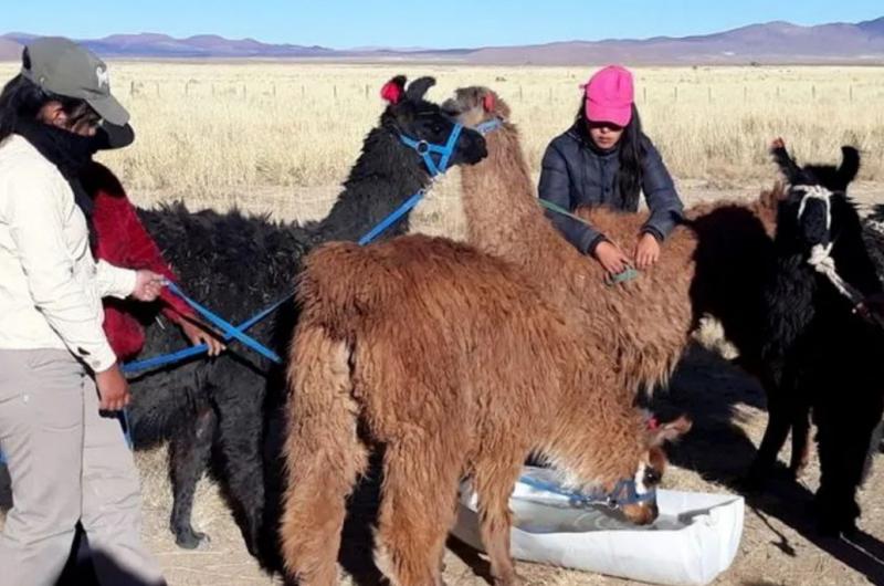 Jujuy seraacute el epicentro del noveno Congreso Mundial de Cameacutelidos