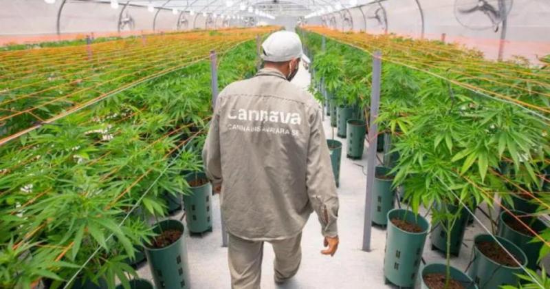 Aprobaron la ley de cannabis medicinal y caacutentildeamo industrial