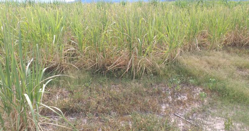 Clima de preocupacioacuten entre productores e industriales en el inicio de zafra en Jujuy