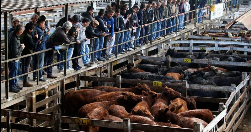 Tras 122 antildeos de actividad cerroacute sus puertas el Mercado de Hacienda de Liniers