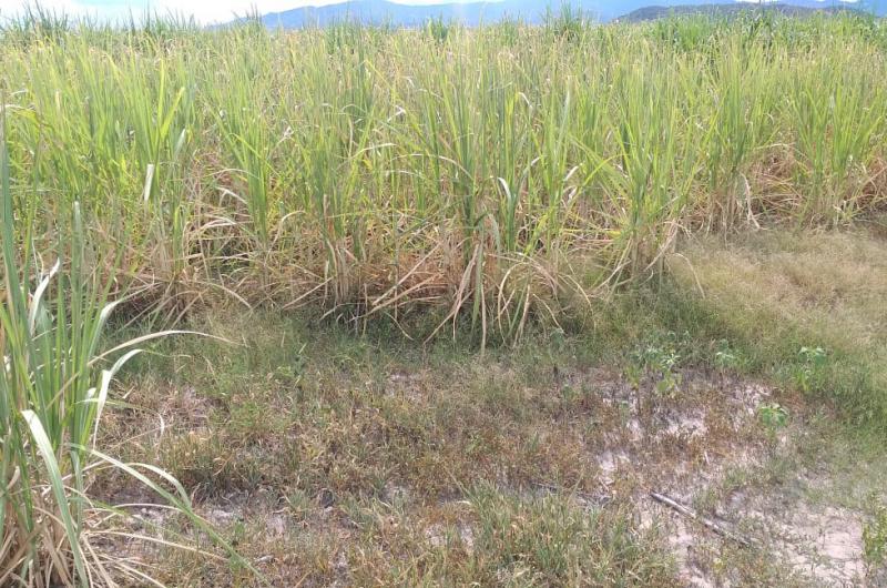 Clima de preocupacioacuten entre productores e industriales en el inicio de zafra en Jujuy