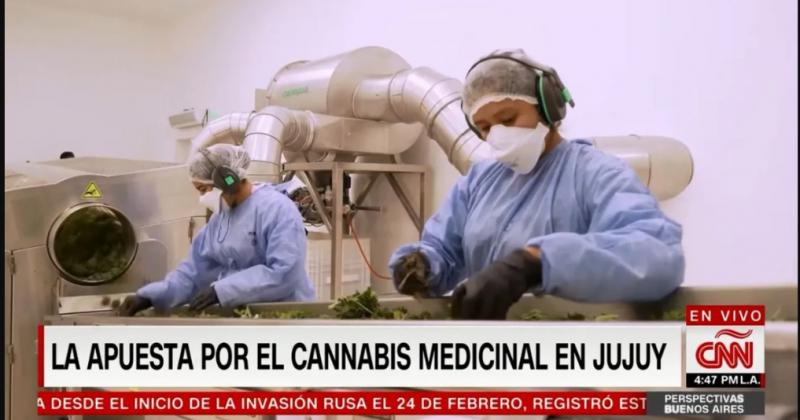 Cadena internacional CNN destaca la produccioacuten de cannabis medicinal en Jujuy