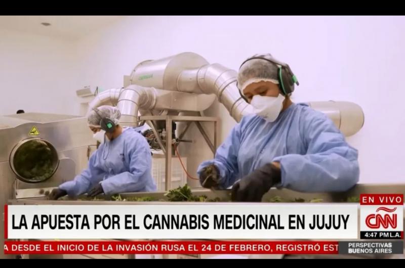 Cadena internacional CNN destaca la produccioacuten de cannabis medicinal en Jujuy