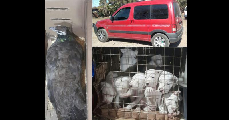 Rescatan a dogos y faisanes robados por traficantes