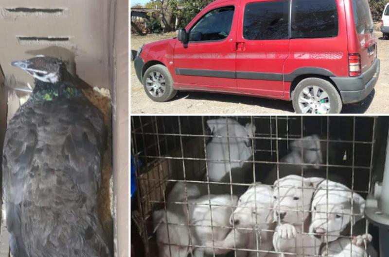 Rescatan a dogos y faisanes robados por traficantes