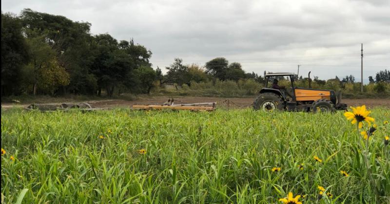 Presenta avances el ensayo sobre manejo sustentable de suelos tabacaleros