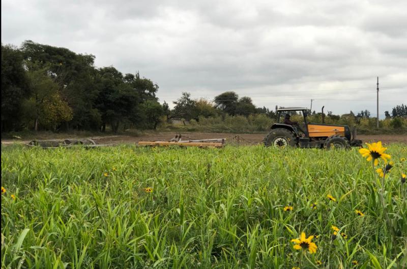 Presenta avances el ensayo sobre manejo sustentable de suelos tabacaleros