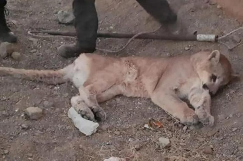 Atropellaron a un puma en Ruta 9 en cercaniacuteas a La Quiaca