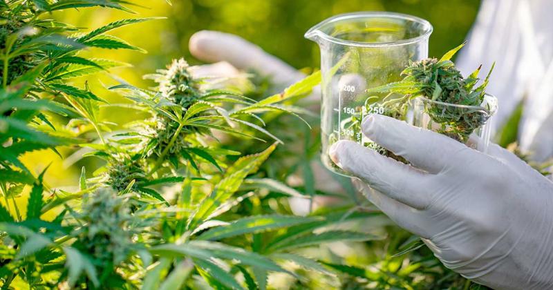 Corte Suprema confirmoacute la despenalizacioacuten del cultivo de cannabis para uso medicinal