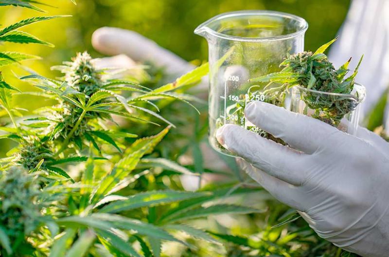 Corte Suprema confirmoacute la despenalizacioacuten del cultivo de cannabis para uso medicinal