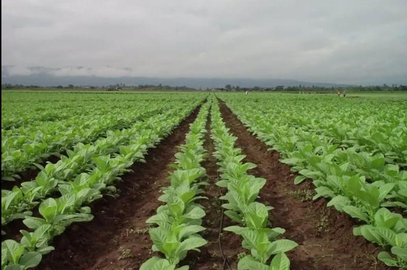Prorrogan inscripcioacuten para financiamiento de fertilizantes e insumos para tabaco