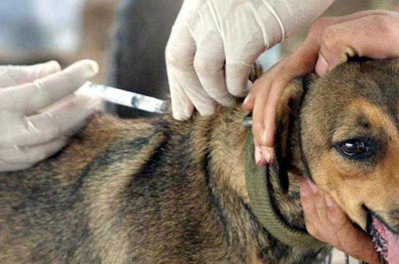 Continuacutea la campantildea de vacunacioacuten antirraacutebica