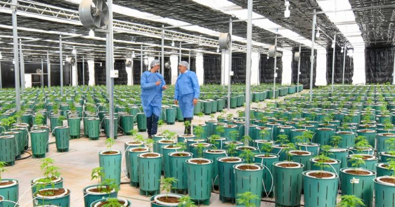 Nuevos invernaderos de cannabis medicinal con la maacutes alta calidad