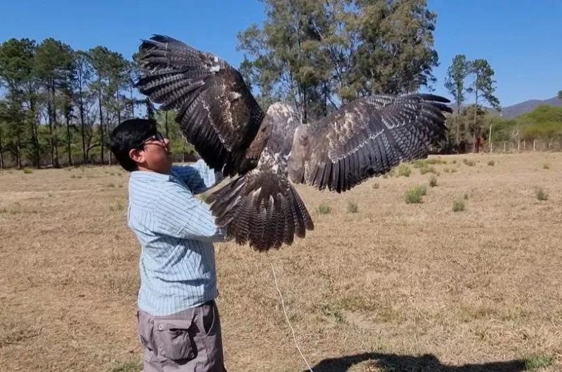 El CaFaJu liberoacute un ejemplar de aacuteguila mora rescatado y rehabilitado