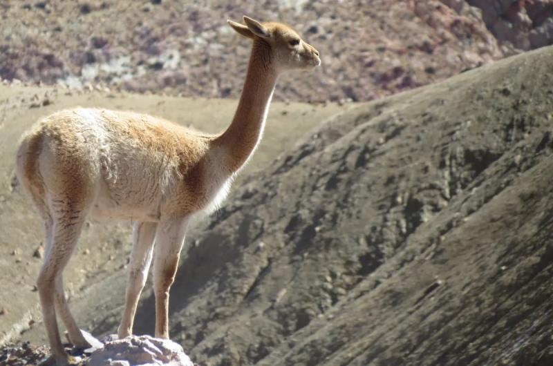 Ambiente accionaraacute duramente contra quienes mataron 23 vicuntildeas en las Lagunas de Vilama