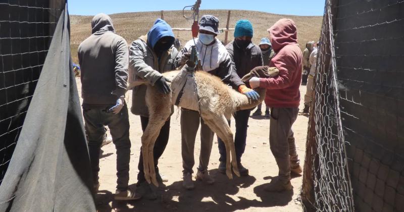 Chaku en El Coacutendor- Ambiente acompantildea procesos sustentables de esquila de vicuntildeas