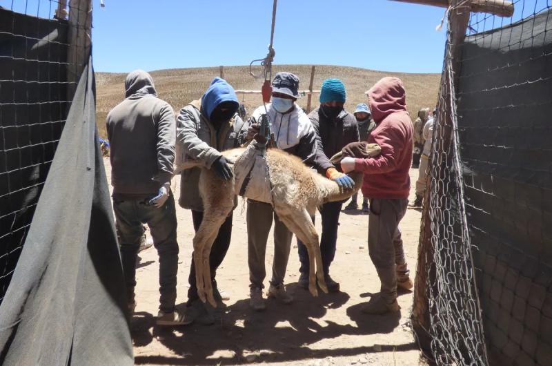 Chaku en El Coacutendor- Ambiente acompantildea procesos sustentables de esquila de vicuntildeas