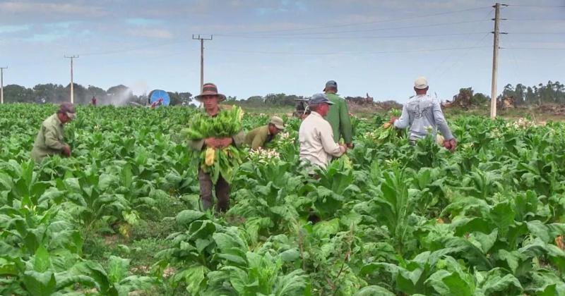 Caacutemara del Tabaco cuestionoacute el desigual sistema de precios 