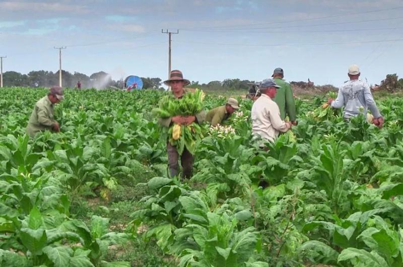 Caacutemara del Tabaco cuestionoacute el desigual sistema de precios 