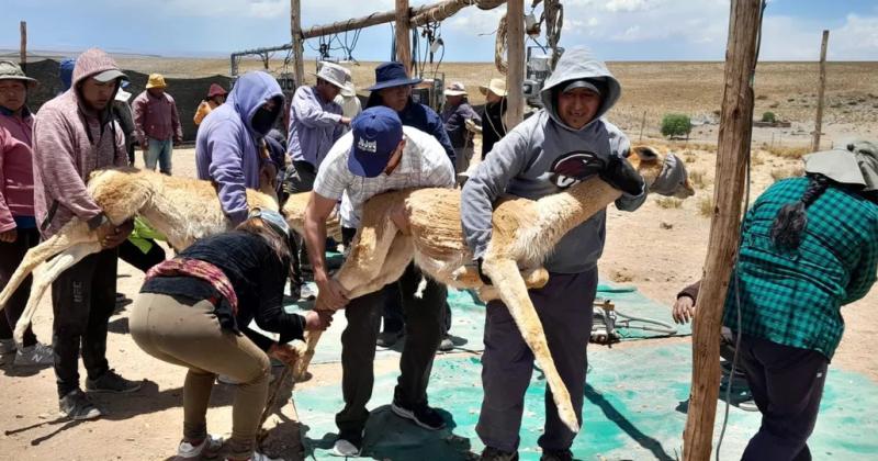 Jujuy incrementoacute la cosecha sustentable de fibra de vicuntildea