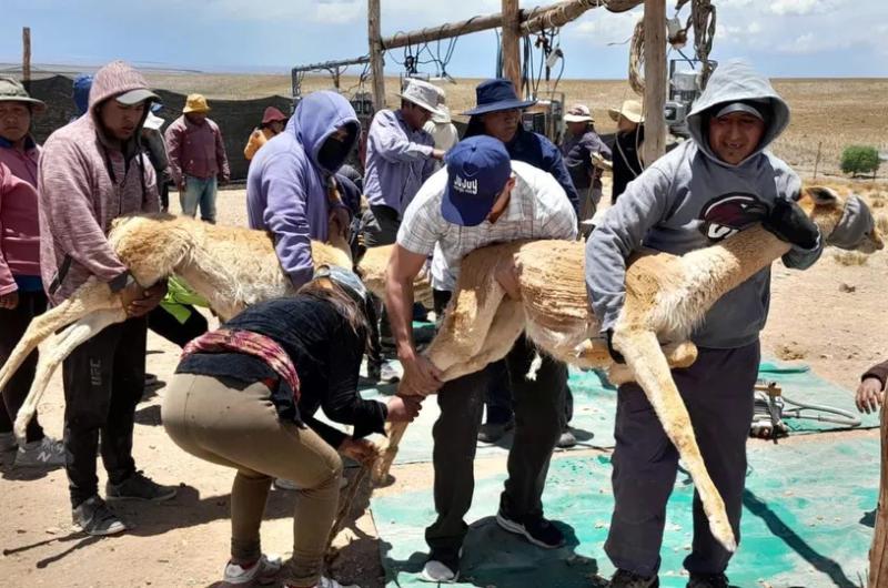 Jujuy incrementoacute la cosecha sustentable de fibra de vicuntildea