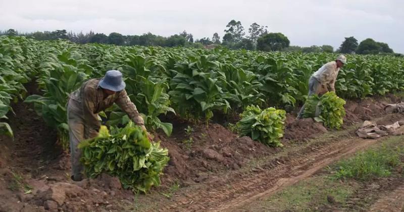 Comenzoacute el acopio del tabaco con un precio sujeto a reajuste