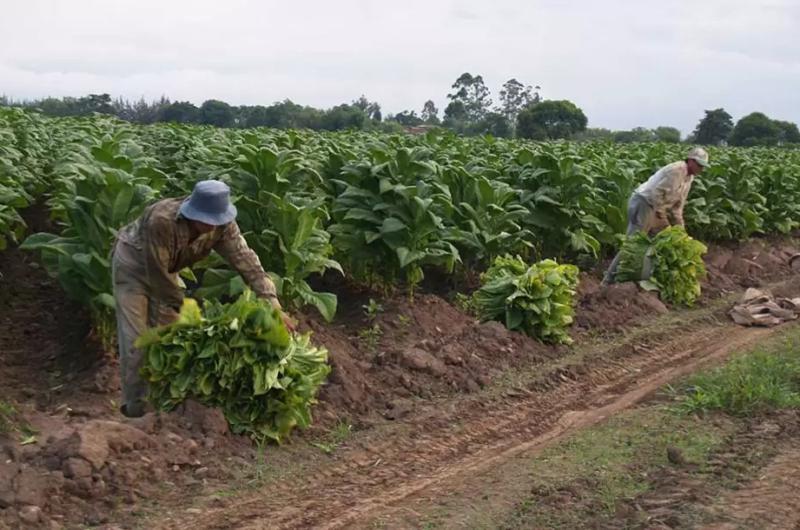 Comenzoacute el acopio del tabaco con un precio sujeto a reajuste