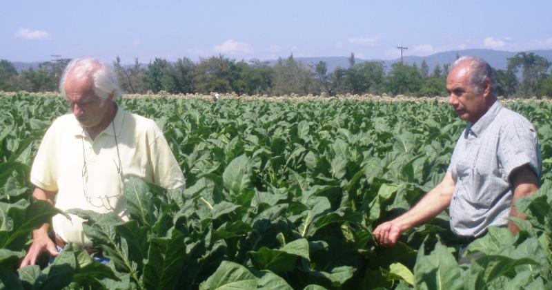 Evaluacutean los avances de un ensayo sobre manejo sustentable de suelos del tabaco