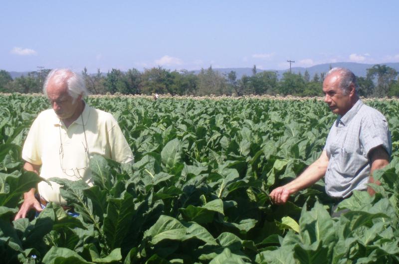 Evaluacutean los avances de un ensayo sobre manejo sustentable de suelos del tabaco
