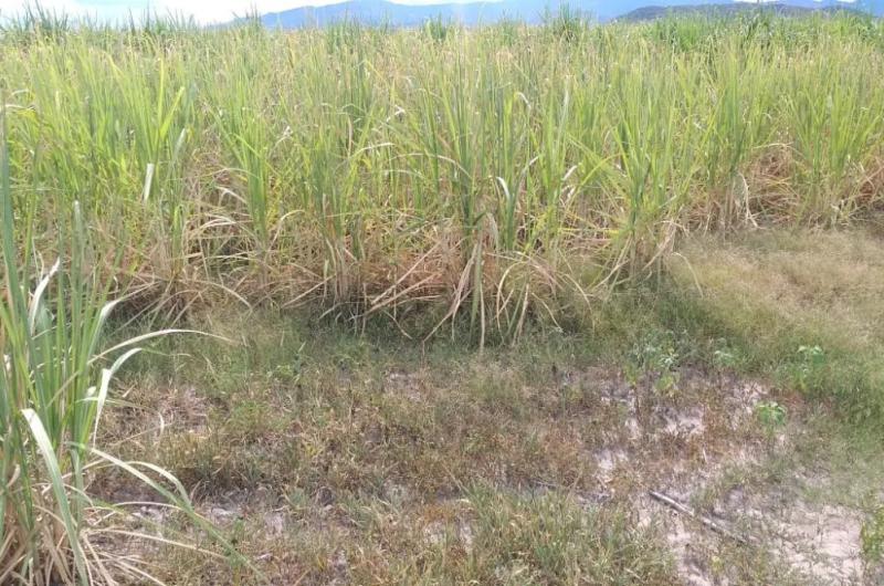 Sequiacutea- cantildeeros de Jujuy y Salta alertan sobre una fuerte caiacuteda en la produccioacuten 