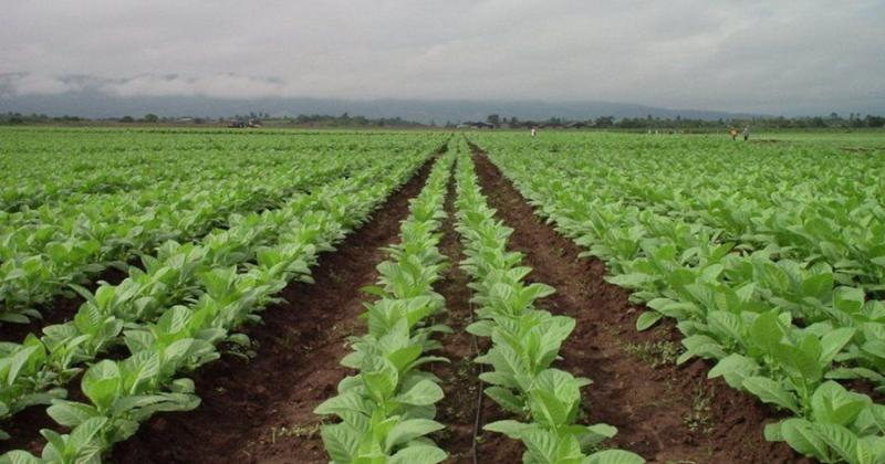 El sector tabacalero destacoacute las medidas anunciadas por el Ministro Massa