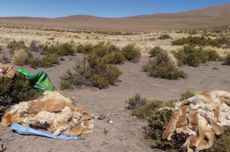 Caza de vicuntildeas en Sausalito- tienen identificados a los delincuentes
