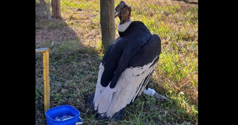 Coacutendor rescatado en Jujuy seraacute enviado al centro de rehabilitacioacuten de Temaiken