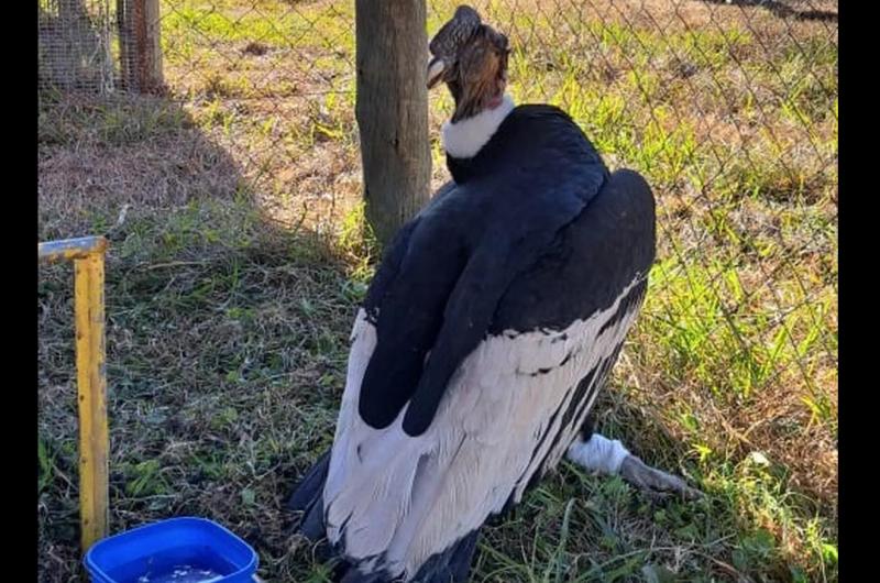 Coacutendor rescatado en Jujuy seraacute enviado al centro de rehabilitacioacuten de Temaiken