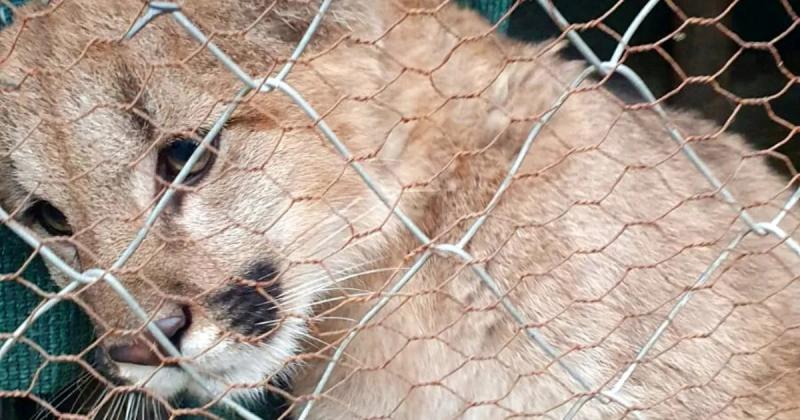 Enviacutean una criacutea de puma a un santuario de animales