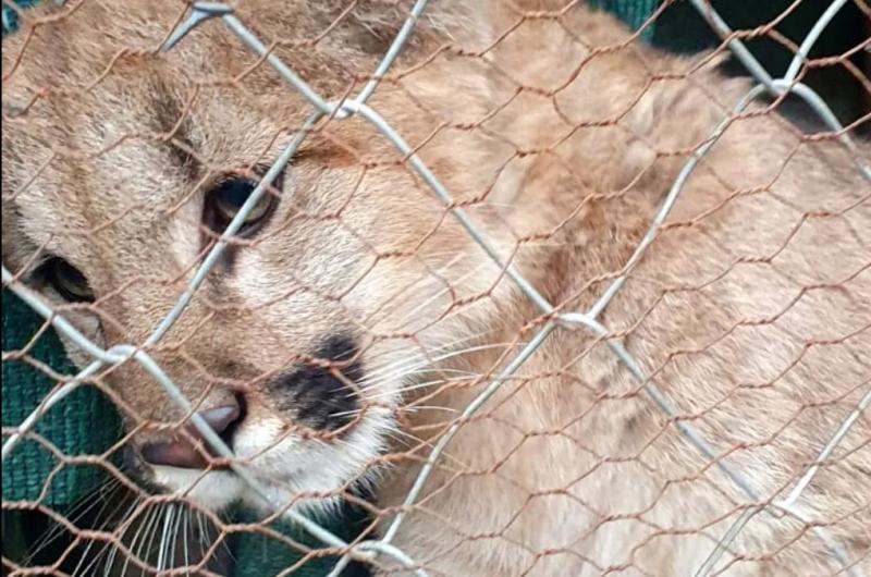 Enviacutean una criacutea de puma a un santuario de animales