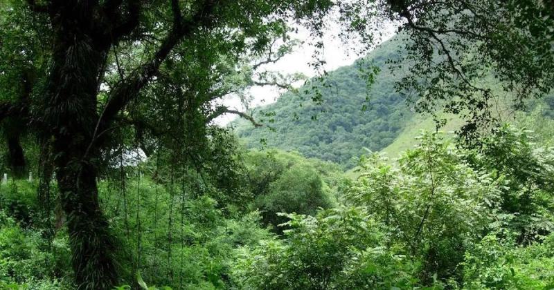 Piden incentivos para provincias que cumplen con la ley de bosques nativos